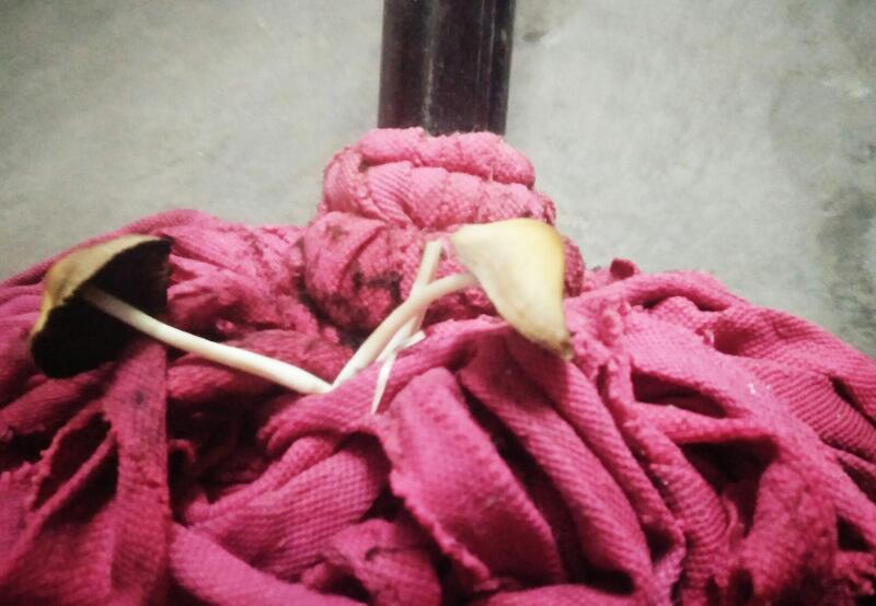 ����̦��ʲô��˼ ����̦���ڽ��ǵ�����һ����ʲô