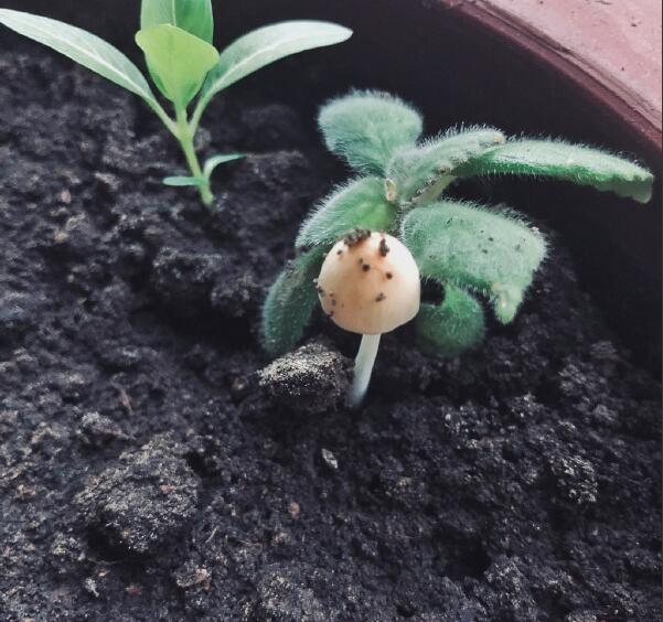 ����̦��ʲô��˼ ����̦���ڽ��ǵ�����һ����ʲô