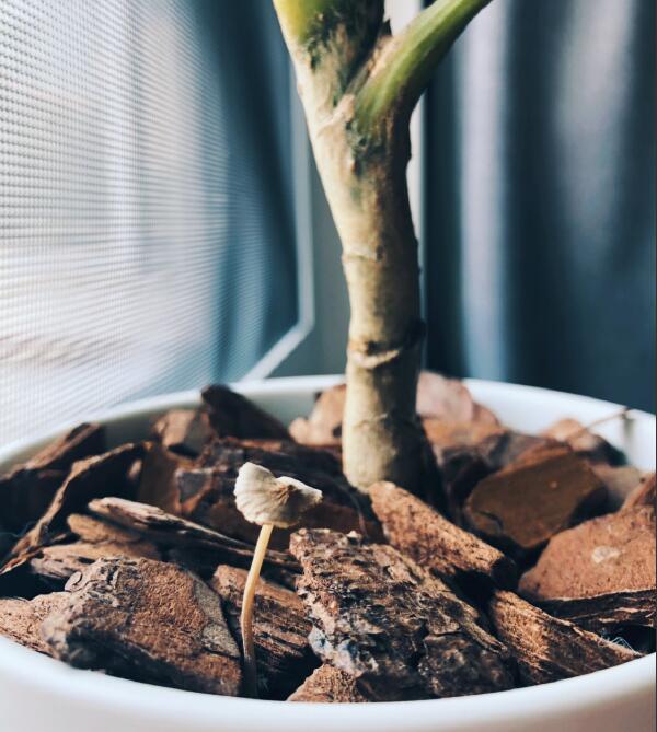 ����̦��ʲô��˼ ����̦���ڽ��ǵ�����һ����ʲô