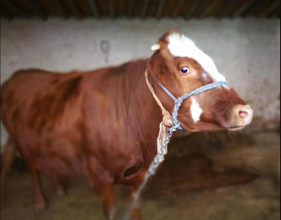 ţ������Ŀ��Կ������� �����˵��۾���ᷢ��ʲô