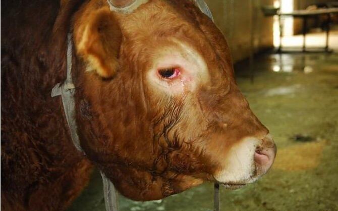 ţ������Ŀ��Կ������� �����˵��۾���ᷢ��ʲô