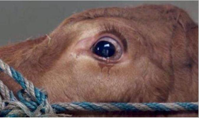 ţ������Ŀ��Կ������� �����˵��۾���ᷢ��ʲô