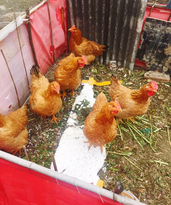 ɱ��ΪʲôҪ�����Ѫ ������Ѫ��׼ȷλ��������