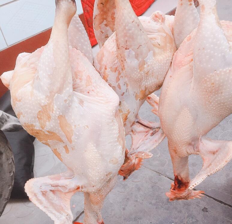 杀鸡为什么要割喉放血 给鸡放血的准确位置在哪里