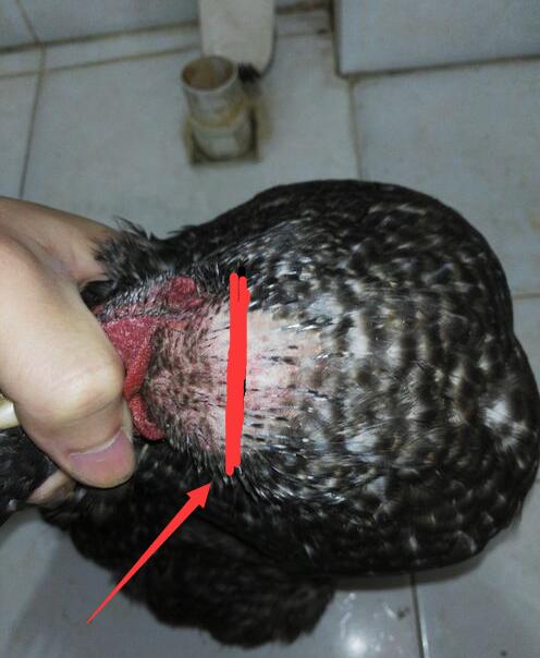 杀鸡为什么要割喉放血 给鸡放血的准确位置在哪里