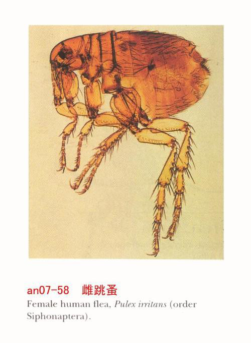 ���ҧ����ͼƬ ������ҧ����ô��