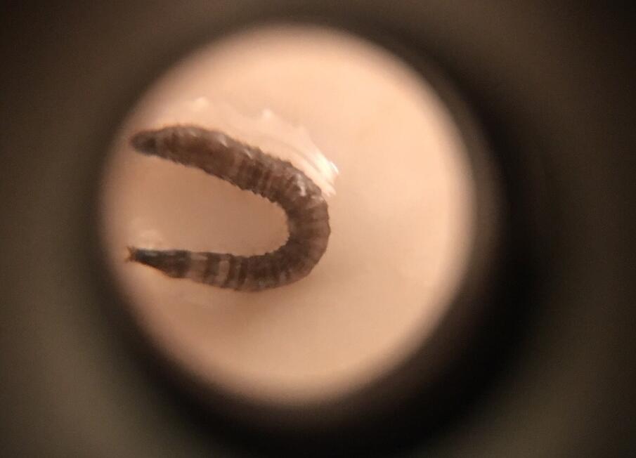 厕所里的小飞虫叫蛾蚋 蛾蚋消灭最有效的方法来了