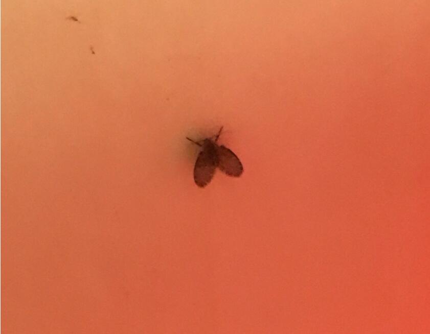 厕所里的小飞虫叫蛾蚋 蛾蚋消灭最有效的方法来了