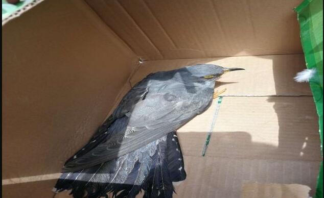 �ž���Ϊʲô��˶�����ô�� �ž��񲻻�������