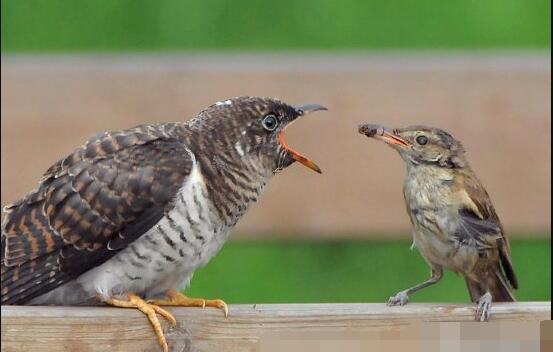 �ž���Ϊʲô��˶�����ô�� �ž��񲻻�������