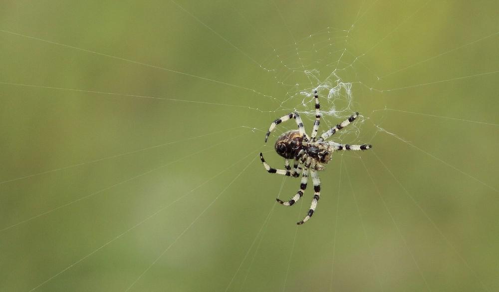 ���Ͽ���֩�����ʲô ������֩��Ҫ��Ҫ����