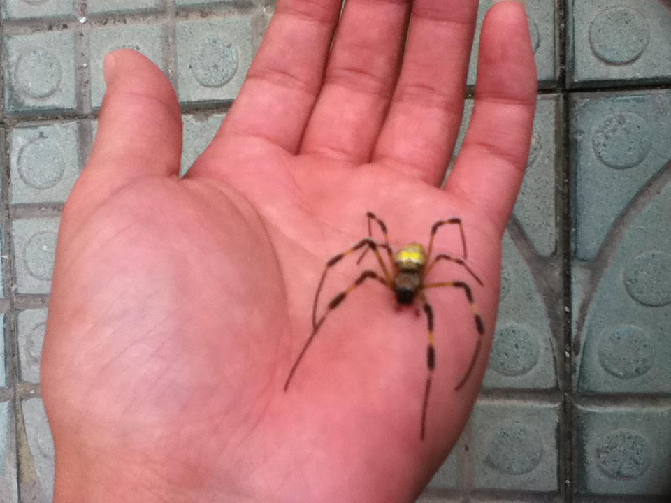 ���Ͽ���֩�����ʲô ������֩��Ҫ��Ҫ����