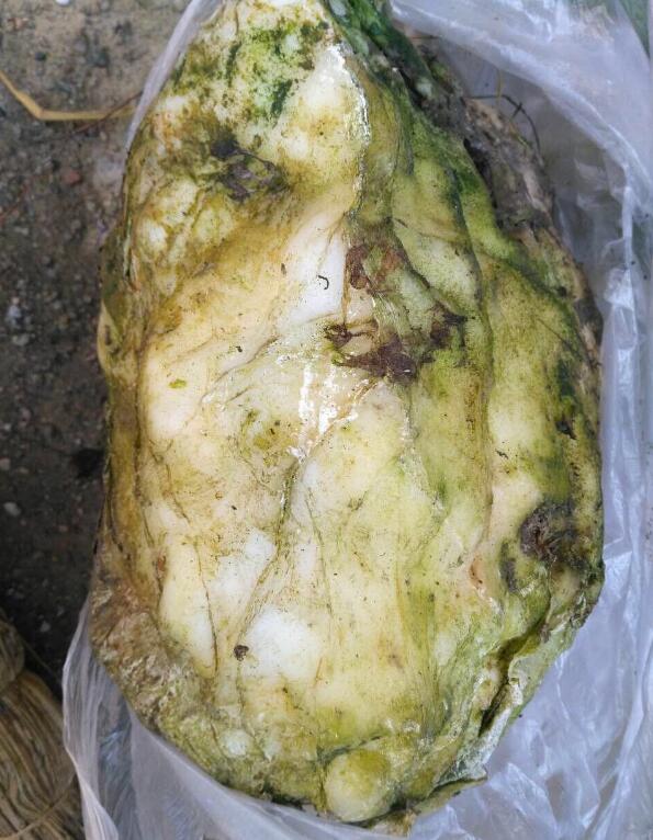 ���������ҵ�Ұ��̫�� Ұ��̫����ʲô���ӵ�ͼƬ