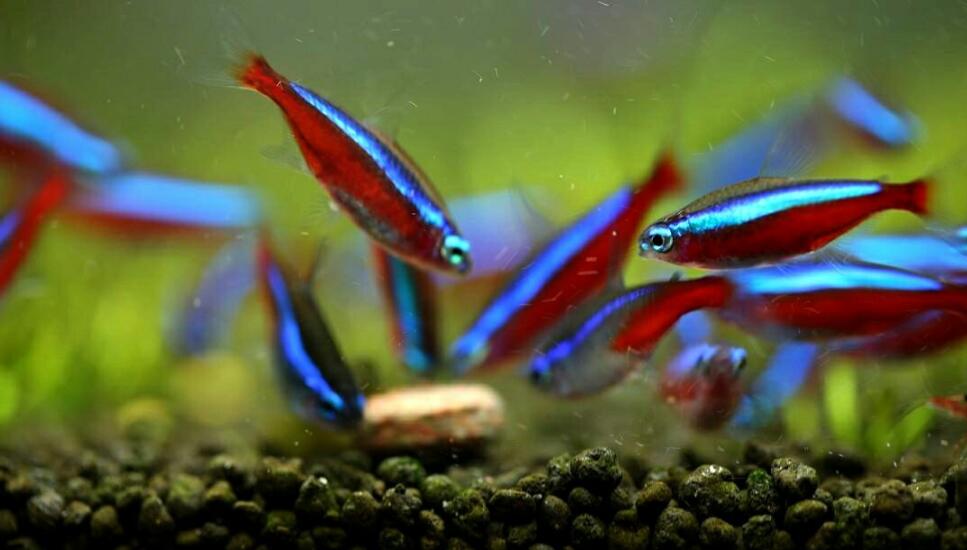 ���������ʲô�������� �������㰮��ʲô