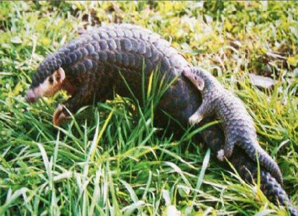 ��ɽ���ǹ��Ҽ����������� Ұ����ɽ�׻��ж���ֻ