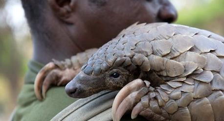 ��ɽ���ǹ��Ҽ����������� Ұ����ɽ�׻��ж���ֻ