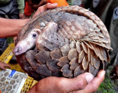 ��ɽ���ǹ��Ҽ����������� Ұ����ɽ�׻��ж���ֻ