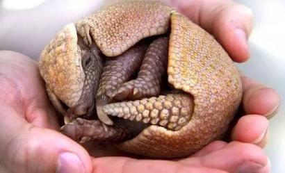 ��ɽ���ǹ��Ҽ����������� Ұ����ɽ�׻��ж���ֻ