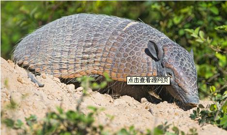 ��ɽ���ǹ��Ҽ����������� Ұ����ɽ�׻��ж���ֻ