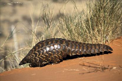 ��ɽ���ǹ��Ҽ����������� Ұ����ɽ�׻��ж���ֻ