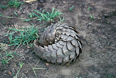 ��ɽ���ǹ��Ҽ����������� Ұ����ɽ�׻��ж���ֻ