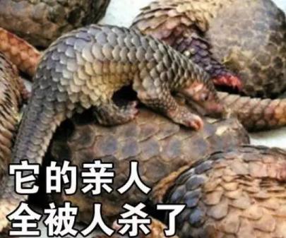 ��ɽ���ǹ��Ҽ����������� Ұ����ɽ�׻��ж���ֻ