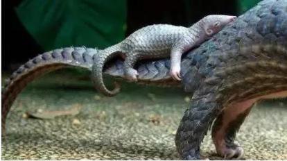 ��ɽ���ǹ��Ҽ����������� Ұ����ɽ�׻��ж���ֻ