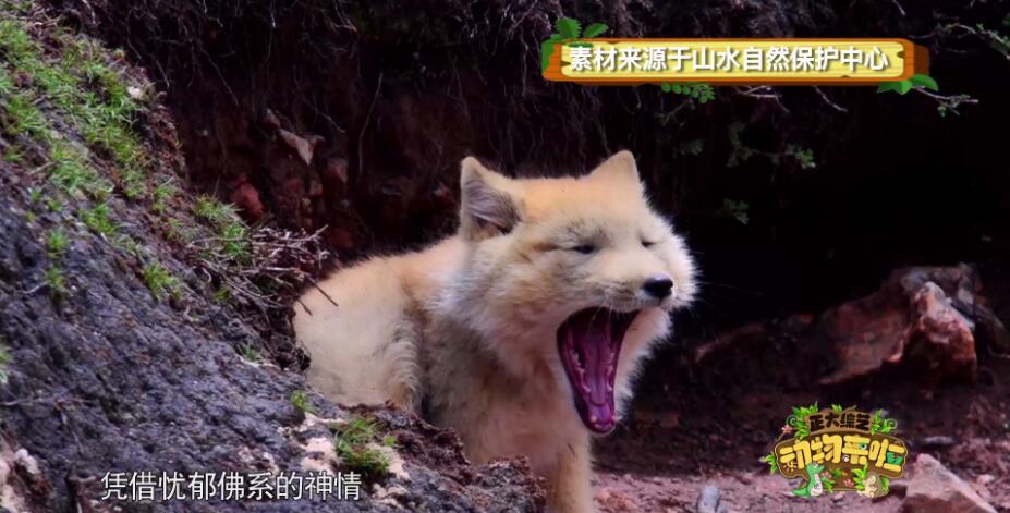 藏狐是什么动物 能不能家养一只呢