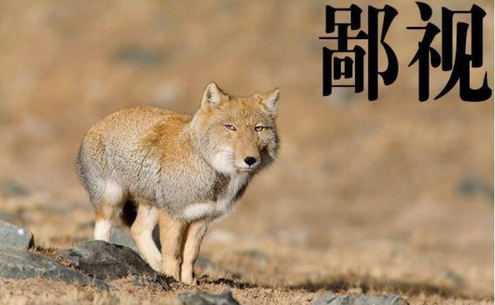 藏狐是什么动物 能不能家养一只呢