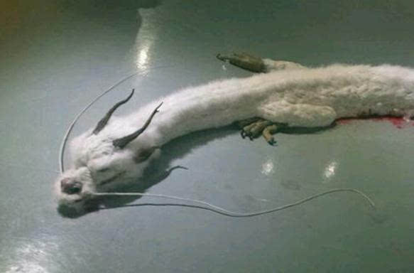 �����ϵ�����������Ƭ ���ڳ�ǧ������Ȼ�����ɱ��