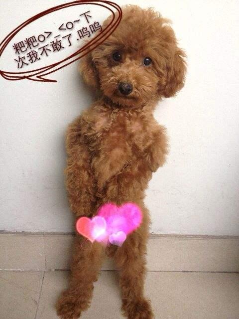 ̩��ȮΪʲô��ôɫϲ���� ��̩��Ȯ���˾�����ɫ��