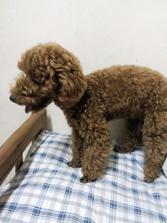 ̩��ȮΪʲô��ôɫϲ���� ��̩��Ȯ���˾�����ɫ��