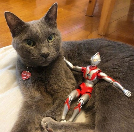 ������è�Բ��˺ò��� �������è��ʽ��Ӱ�����