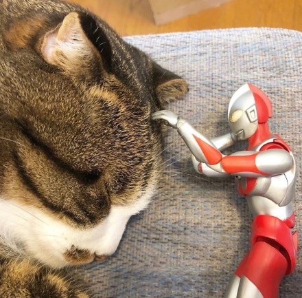 ������è�Բ��˺ò��� �������è��ʽ��Ӱ�����