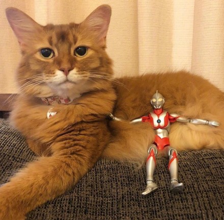 ������è�Բ��˺ò��� �������è��ʽ��Ӱ�����