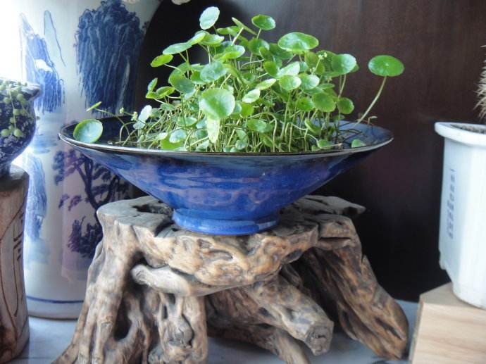 ����ţ��Ļ�ð�Ѫ���� ����ţ��Σ������Щ