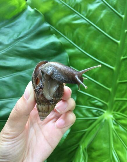 非洲大蜗牛有病毒吗 用手碰了摸了怎么办