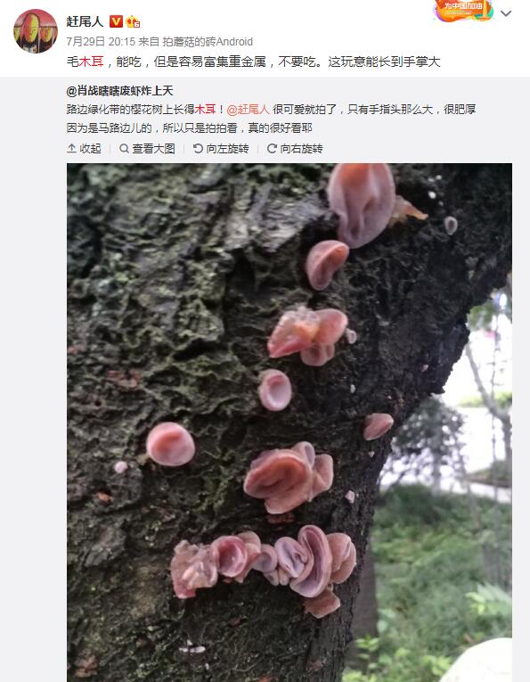 Ұ��ľ���ж����ܳ��� ����Ұ��ľ������ͼ��