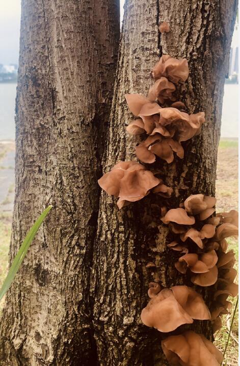 Ұ��ľ���ж����ܳ��� ����Ұ��ľ������ͼ��