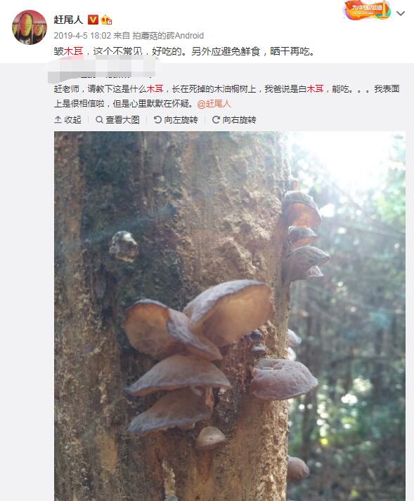 Ұ��ľ���ж����ܳ��� ����Ұ��ľ������ͼ��