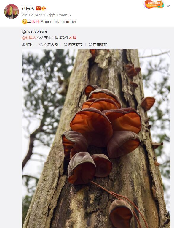 Ұ��ľ���ж����ܳ��� ����Ұ��ľ������ͼ��