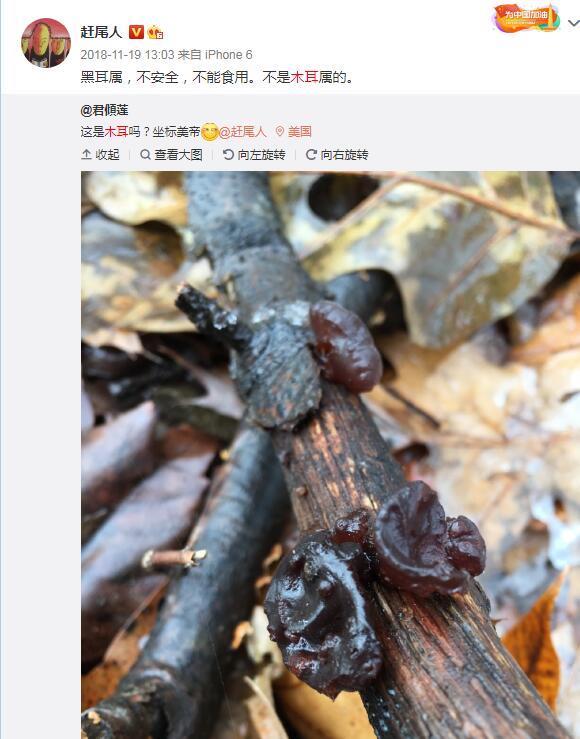 Ұ��ľ���ж����ܳ��� ����Ұ��ľ������ͼ��