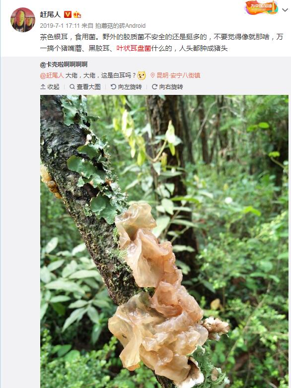 Ұ��ľ���ж����ܳ��� ����Ұ��ľ������ͼ��