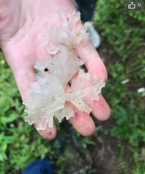 Ұ��ľ���ж����ܳ��� ����Ұ��ľ������ͼ��