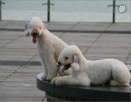 ����ٹ�ʲô��ɫ��� Ϊʲô�������������