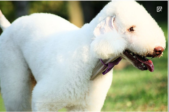 贝灵顿梗什么颜色最贵 为什么很少人养贝灵顿