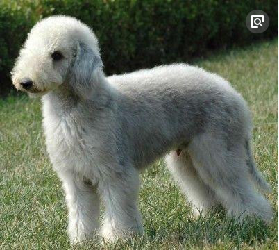 ����ٹ�ʲô��ɫ��� Ϊʲô�������������