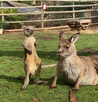 ����ҡ��bgm���ֽ�ʲô ����ҡ����Ϊʲô ������