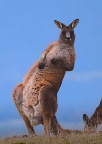 ����ҡ��bgm���ֽ�ʲô ����ҡ����Ϊʲô ������