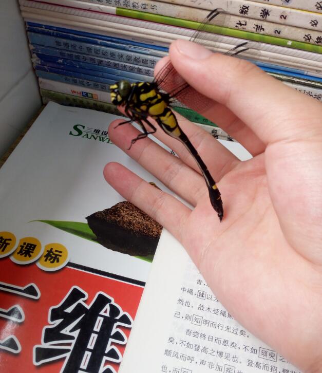 �����ѳ�ʲô���� ������Ϊʲô�й�����